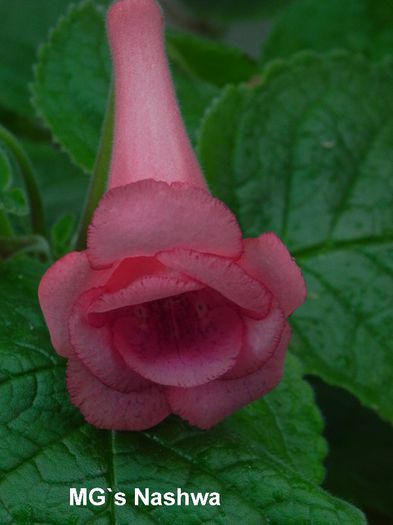  - MG s sinningia hybrids