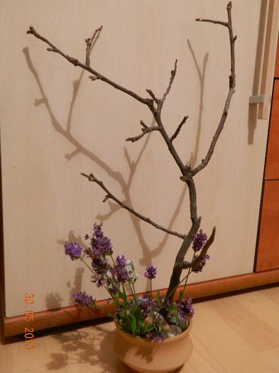 Ikebana"; Creanga de mar e singura amintire din garadina bunicilor Peperut , pe care mostenitorii s-au grabit sa o vanda
