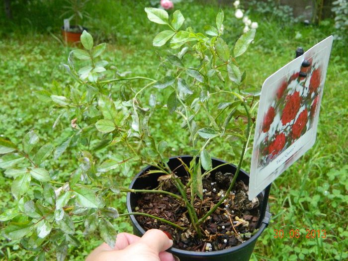 Trebuie tratati, dar sunt ok