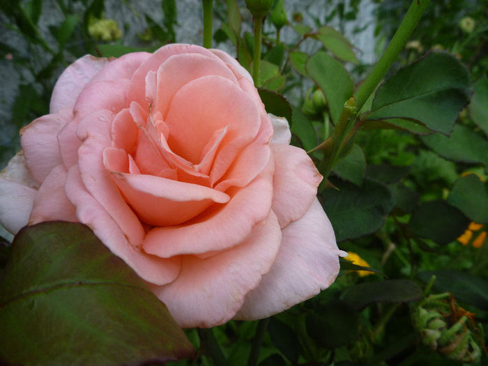 Trebuia sa fie Sterling Silver - Trandafiri 2013 - I