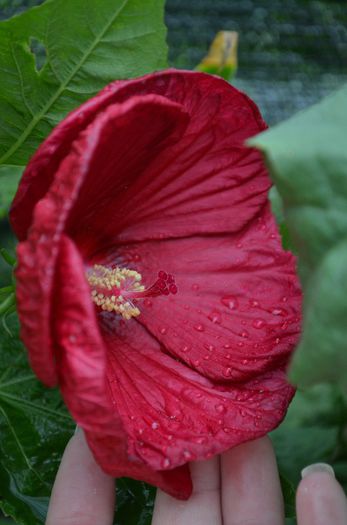 DSC_1608 - 1Hibiscus moschetos