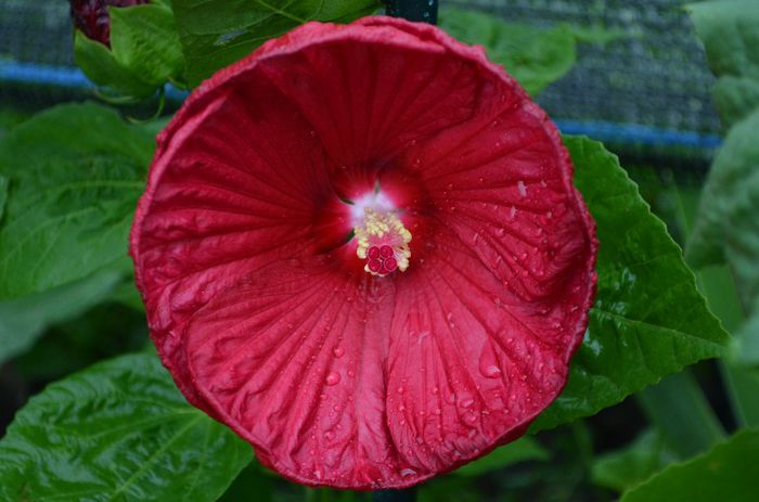 DSC_1609 - 1Hibiscus moschetos