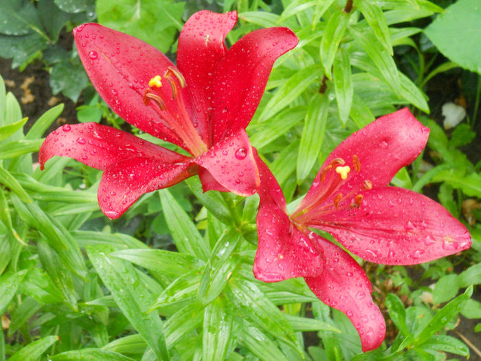 DSCN6217 - gradina in 2013