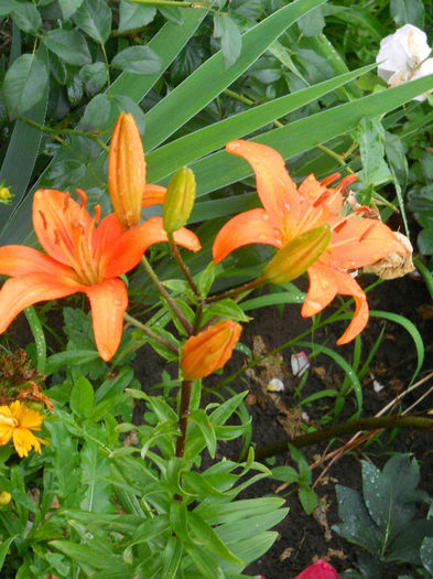 DSCN6223 - gradina in 2013