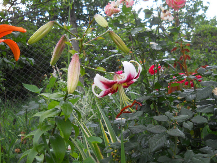 DSCN6224 - gradina in 2013
