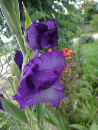 DSC01910 - gladiola