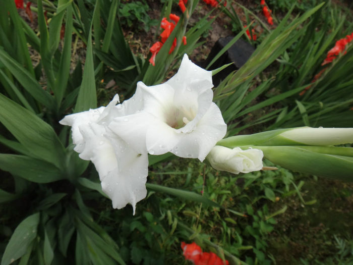 DSC01980 - gladiola