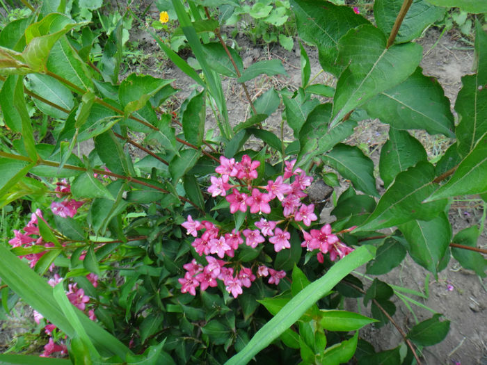 DSC01892 - flori de gradina