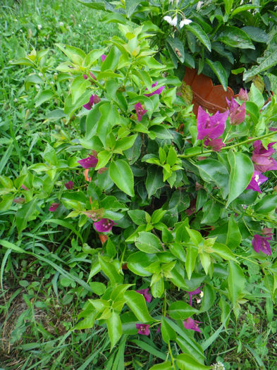 DSC01914 - bougainvillea