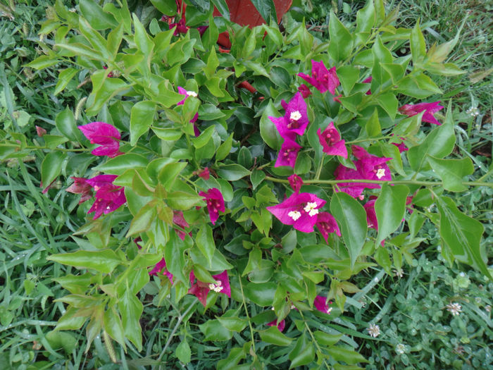 DSC01988 - bougainvillea