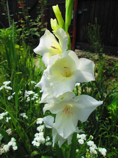 gladiola - 1 iulie in gradina