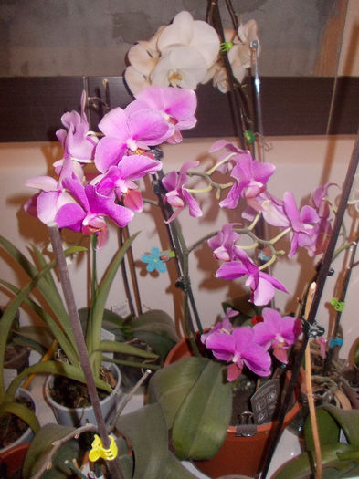 DSCN0154 - orhidee