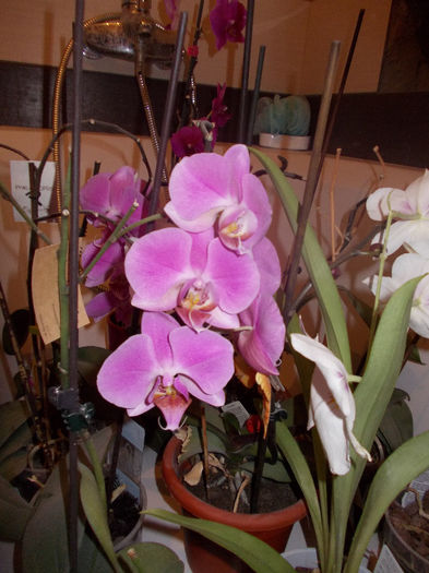 DSCN0157 - orhidee