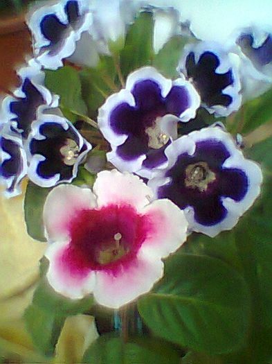 Fotogr.0696 - Gloxinii