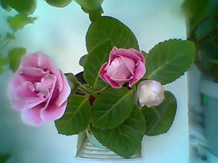 Fotogr.0707 - Gloxinii