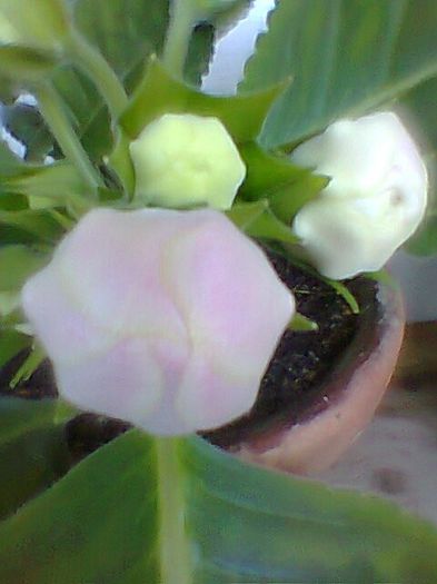 Fotogr.0706 - Gloxinii