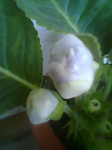 Fotogr.0704 - Gloxinii