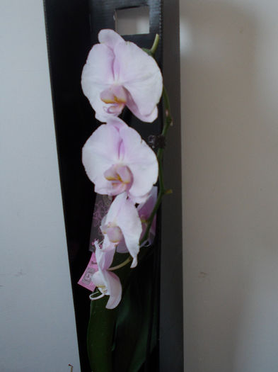 DSCN0440 - orhideea cascada