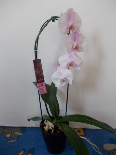 DSCN0441 - orhideea cascada