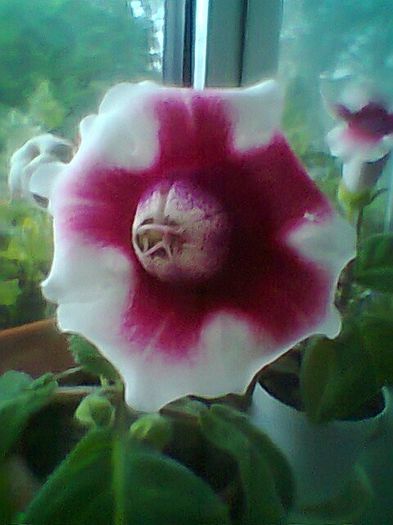 Fotogr.0682 - Gloxinii
