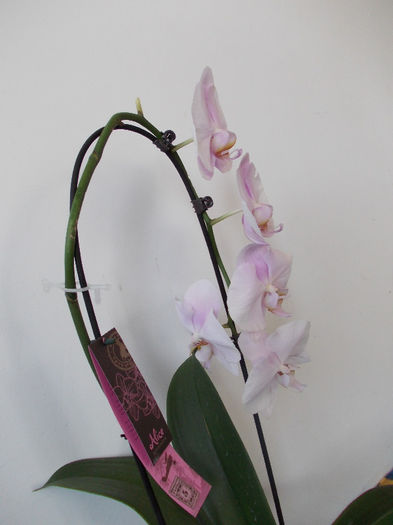 DSCN0443 - orhideea cascada