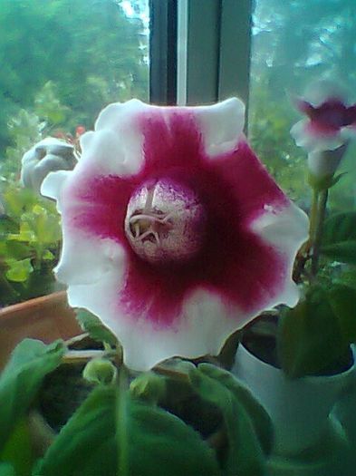 Fotogr.0687 - Gloxinii