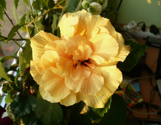 P1450478 - hibiscusi 2013