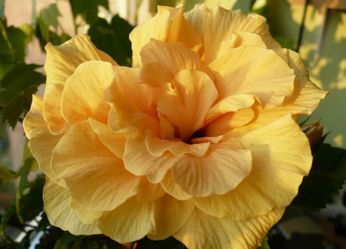 P1450479 - hibiscusi 2013