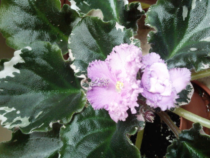 Buckeye Loves Caresses