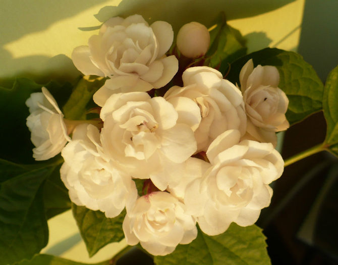 P1450486