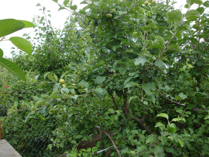 altoaiele de anu trecut cu fructe pe crengi lacome