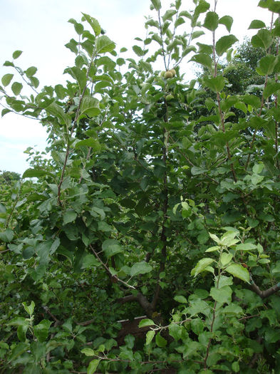 tot pe crengi lacome