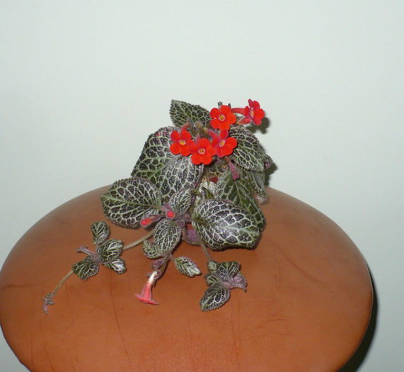 blitz (zi mohorata si ploioasa)