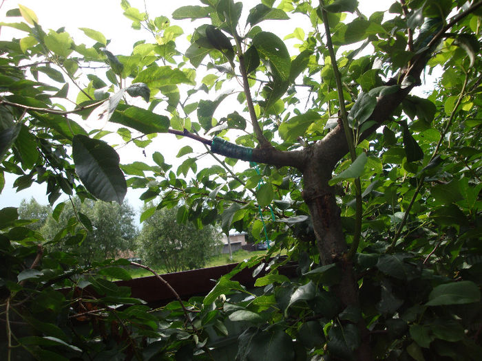 pe asta sunt 3 in oculatie dn 2012 restul in despicatura