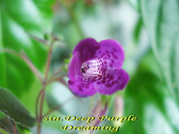 sin.Deep Purple Dreaming (1-07-2013) - Sinningii