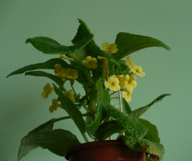 P1450542