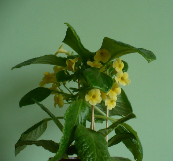P1450546