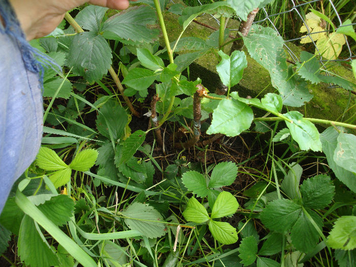 alt cires pe visin 2 - chip rezultate vara