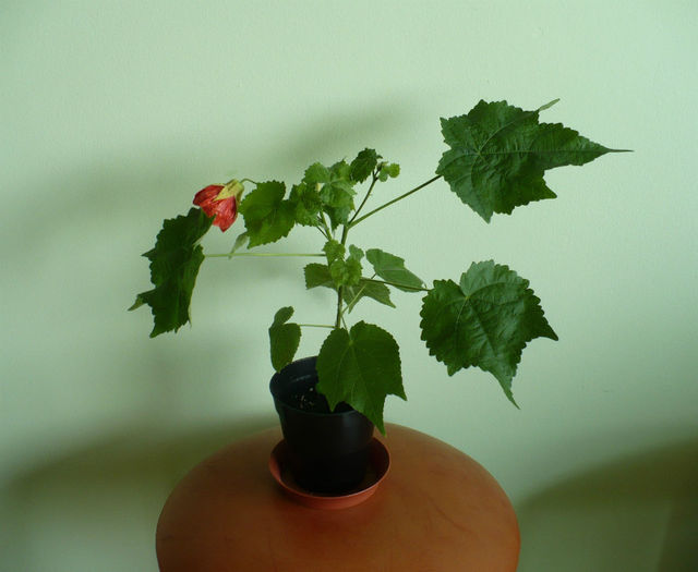 1 iulie - Abutiloni 2013