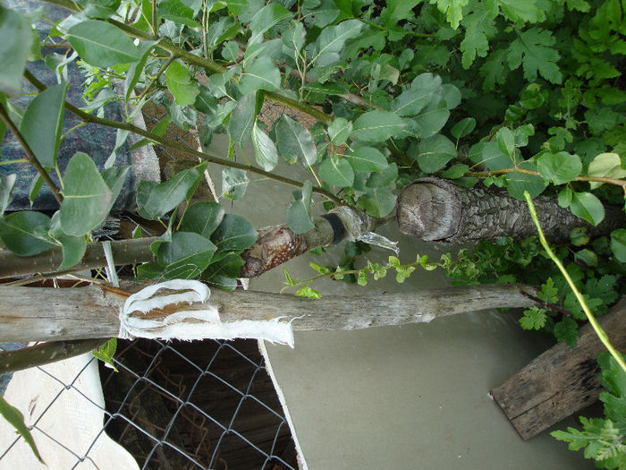 singurul cip din 3 pusi pe par