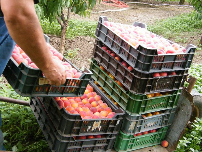 2013_0702Kokuszgolyo0018