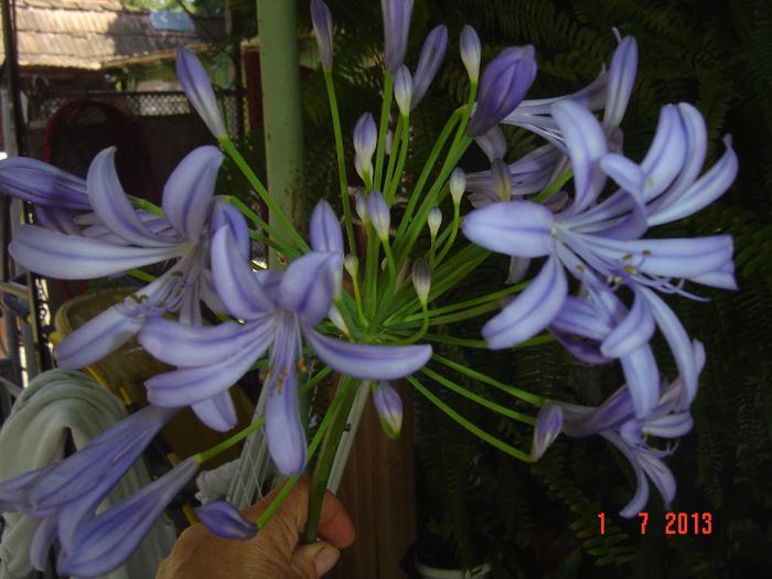 Picture 441 - 0 AMARILLYS SI AGAPANTHUS