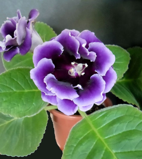 allegro purple 2013 - gloxinii