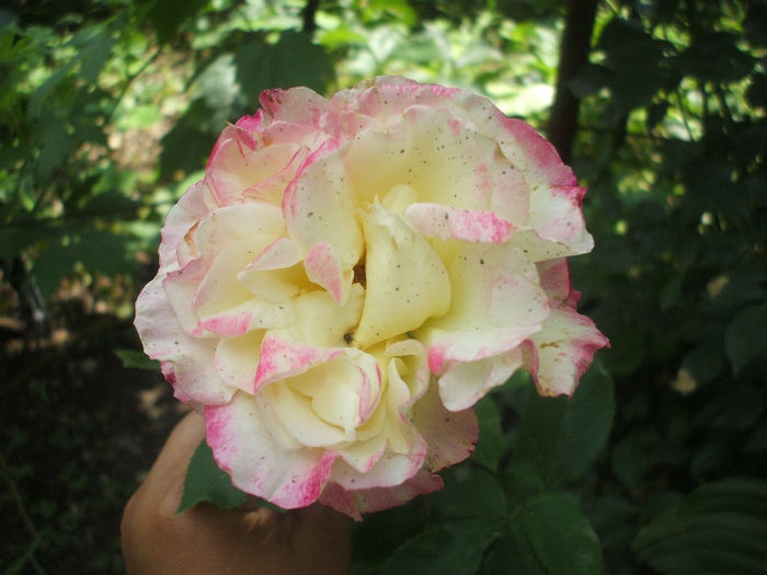 010 - flori 2013