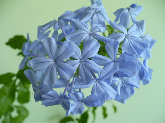 flori Plumbago bleu