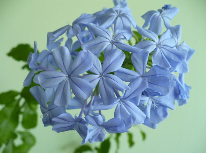 flori Plumbago bleu - Plumbago 2012 -2013