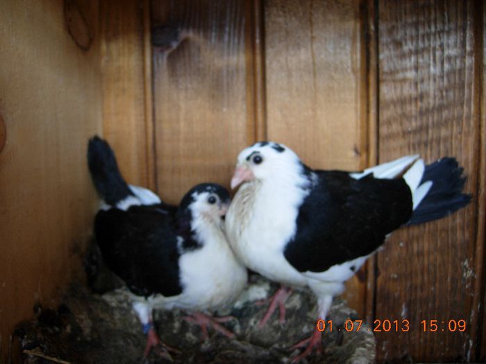 DSCN4074 - PUISORI 2013