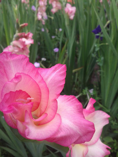 2013-07-01 15.49.22 - Gladiole de vanzare OFERTA 2015