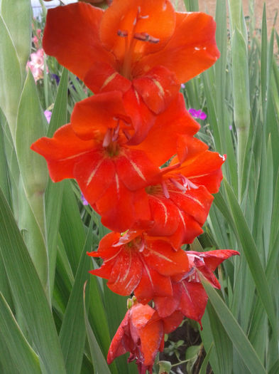 2013-07-01 15.47.17 - Gladiole de vanzare OFERTA 2015