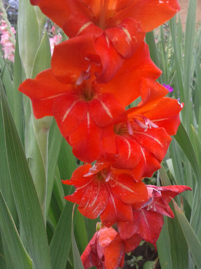 2013-07-01 15.47.11 - Gladiole de vanzare OFERTA 2015